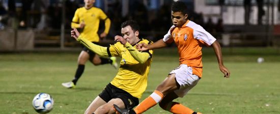 Home comforts a boost for Young Roar